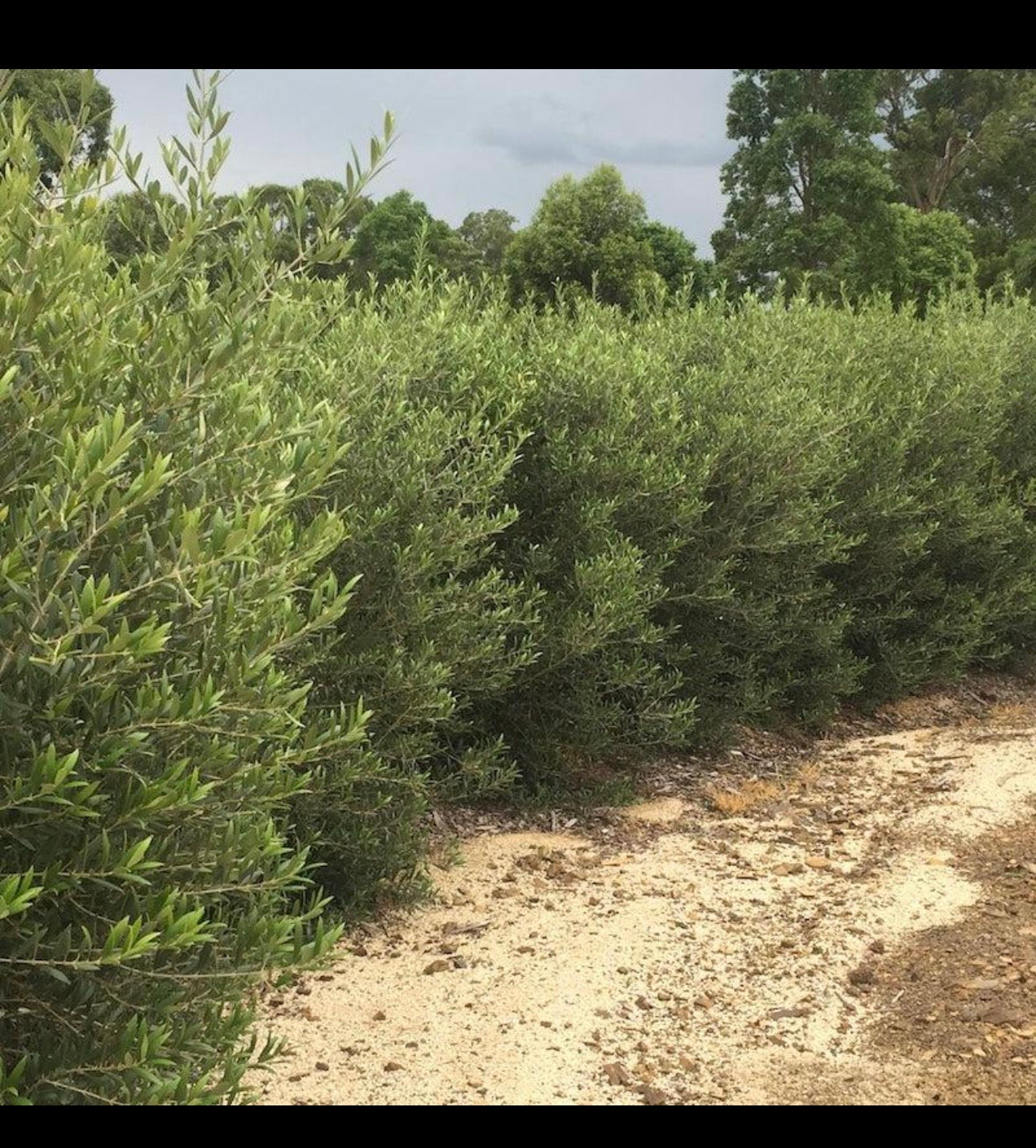 Ornamental olives (Tolley) 250 ml pot