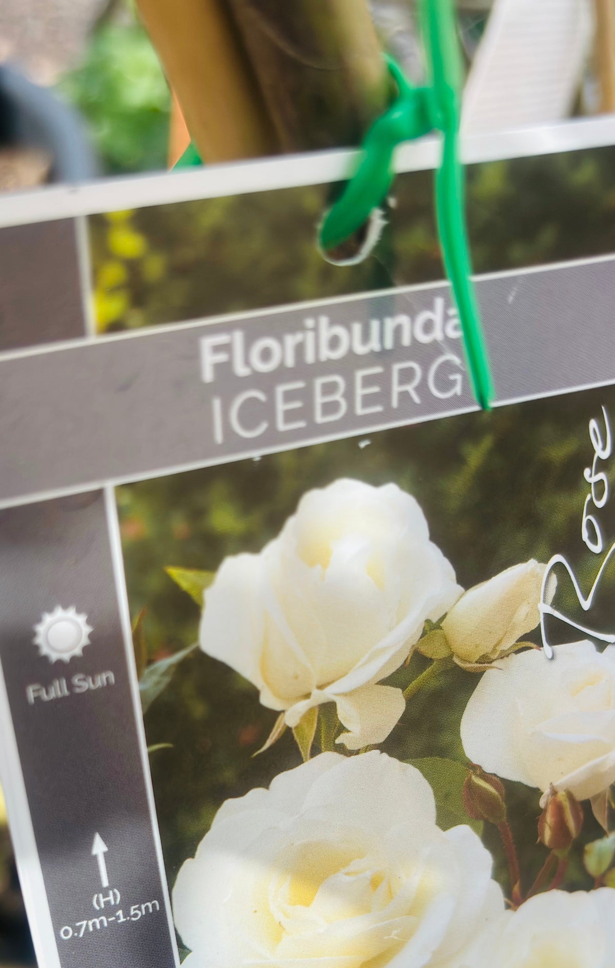Iceberg standard rose