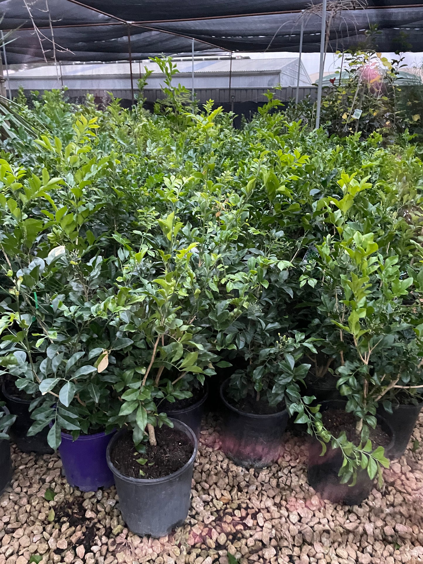 Murraya paniculata 200 ml pot
