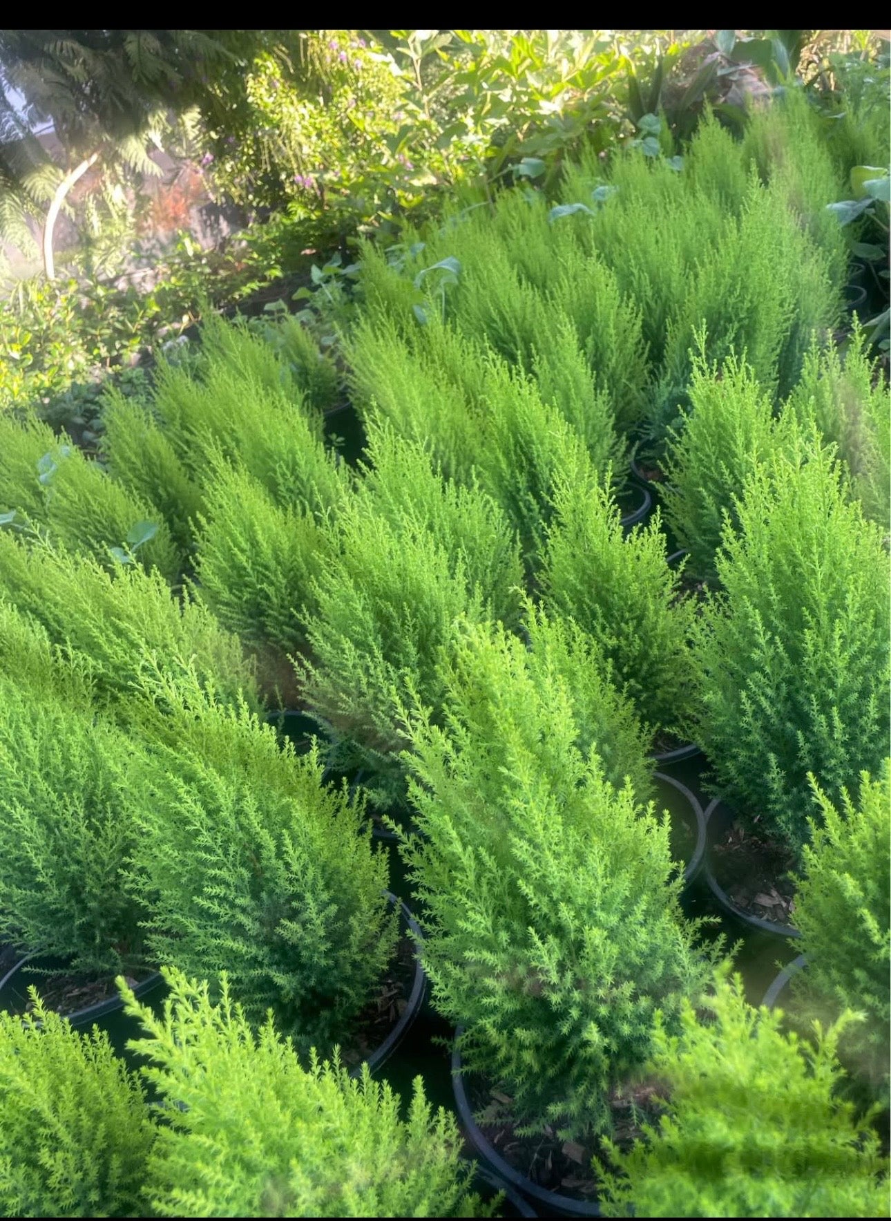 Lemon scented cypress ( 200 ml pot )