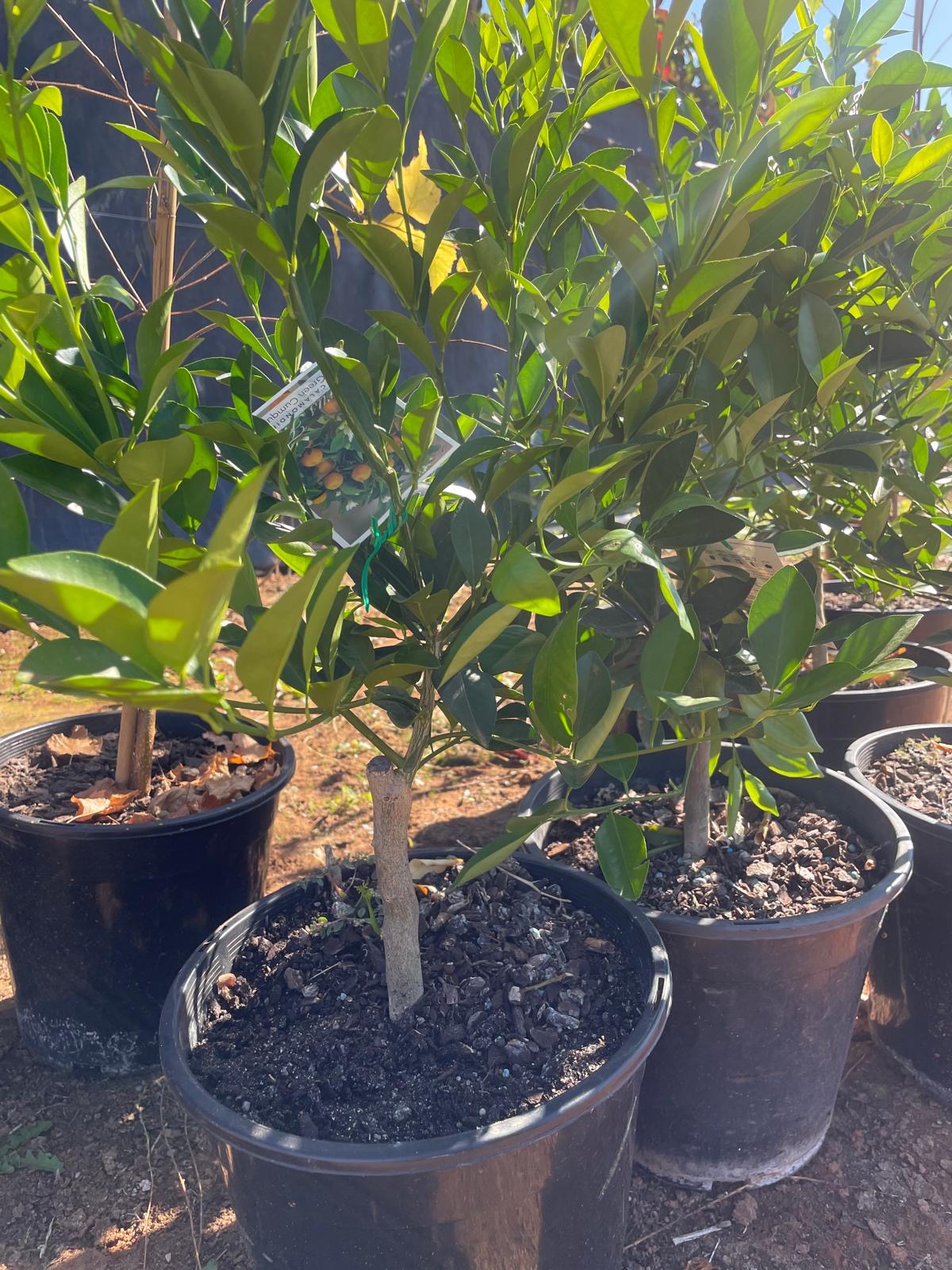 Calamondin Green Cumquat