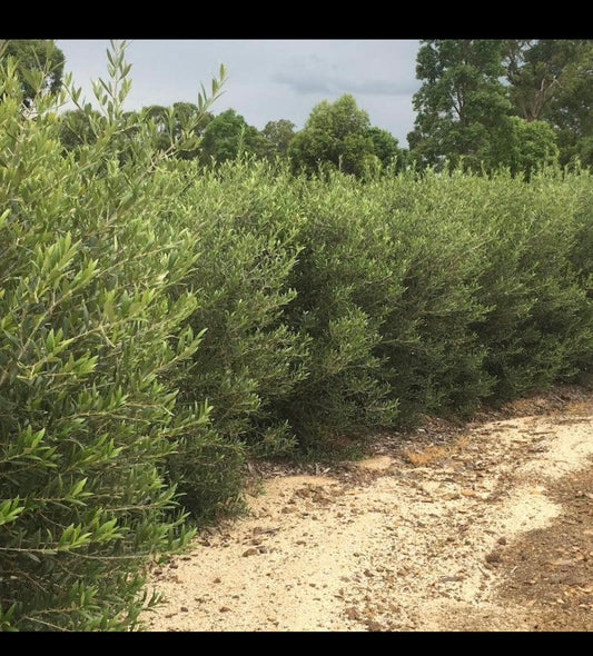 Ornamental olives (Tolley) 250 ml pot