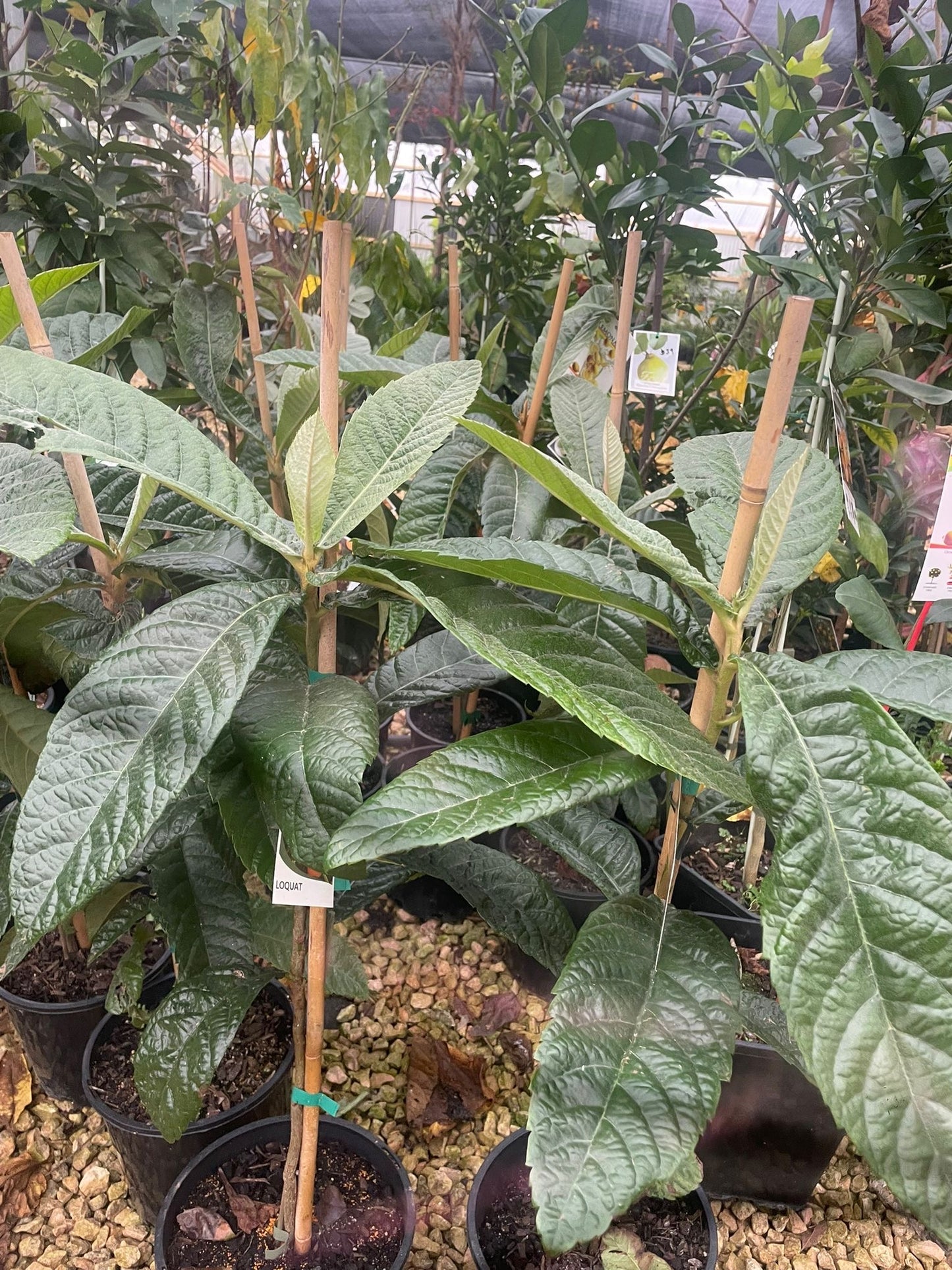 Loquat tree, scientifically known as Eriobotrya japonica.