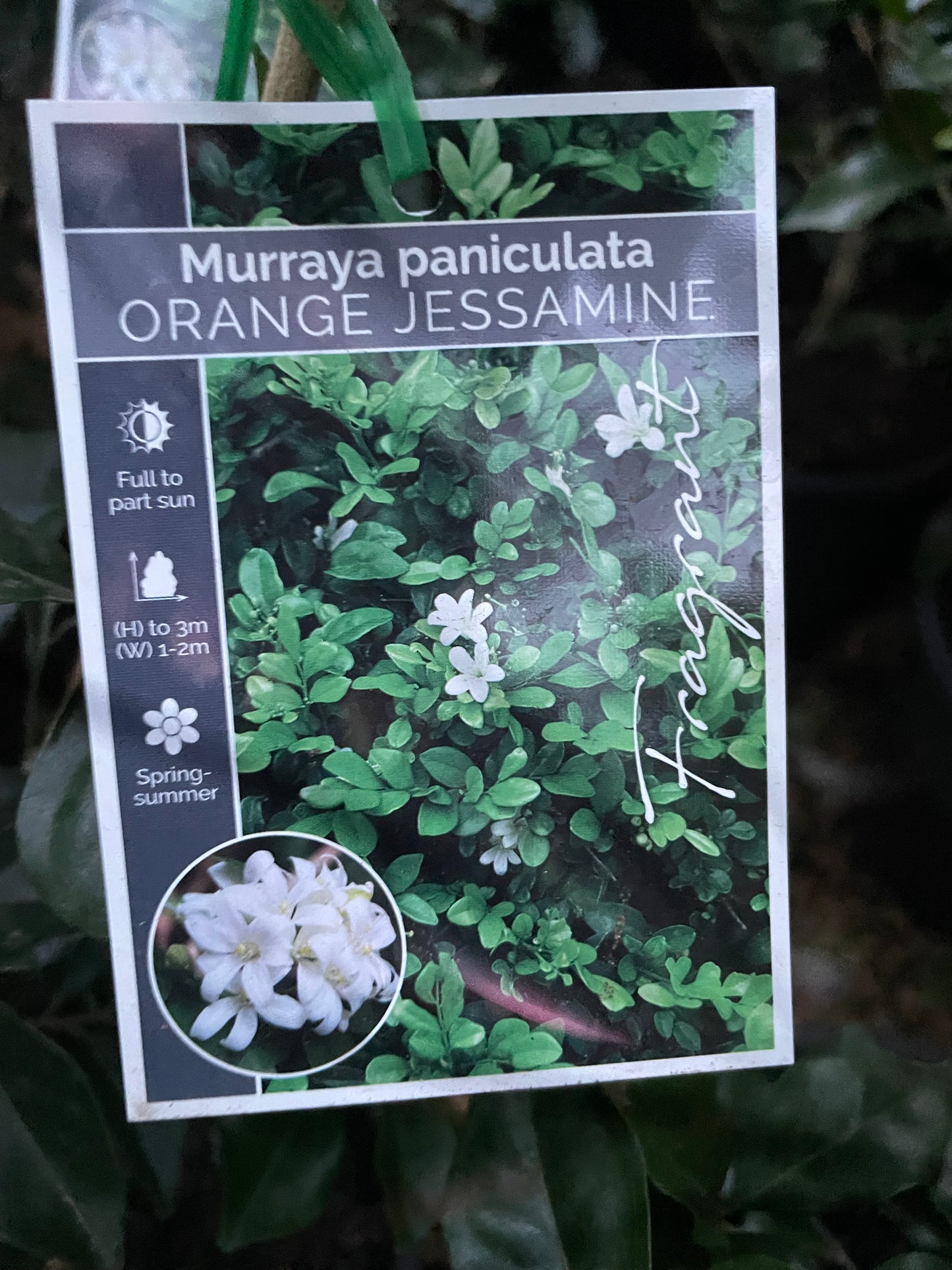 Murraya paniculata 200 ml pot