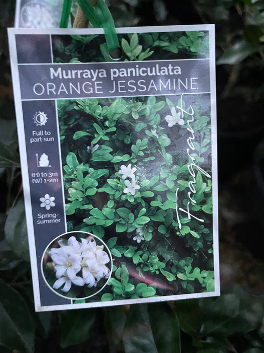 Murraya paniculata 200 ml pot
