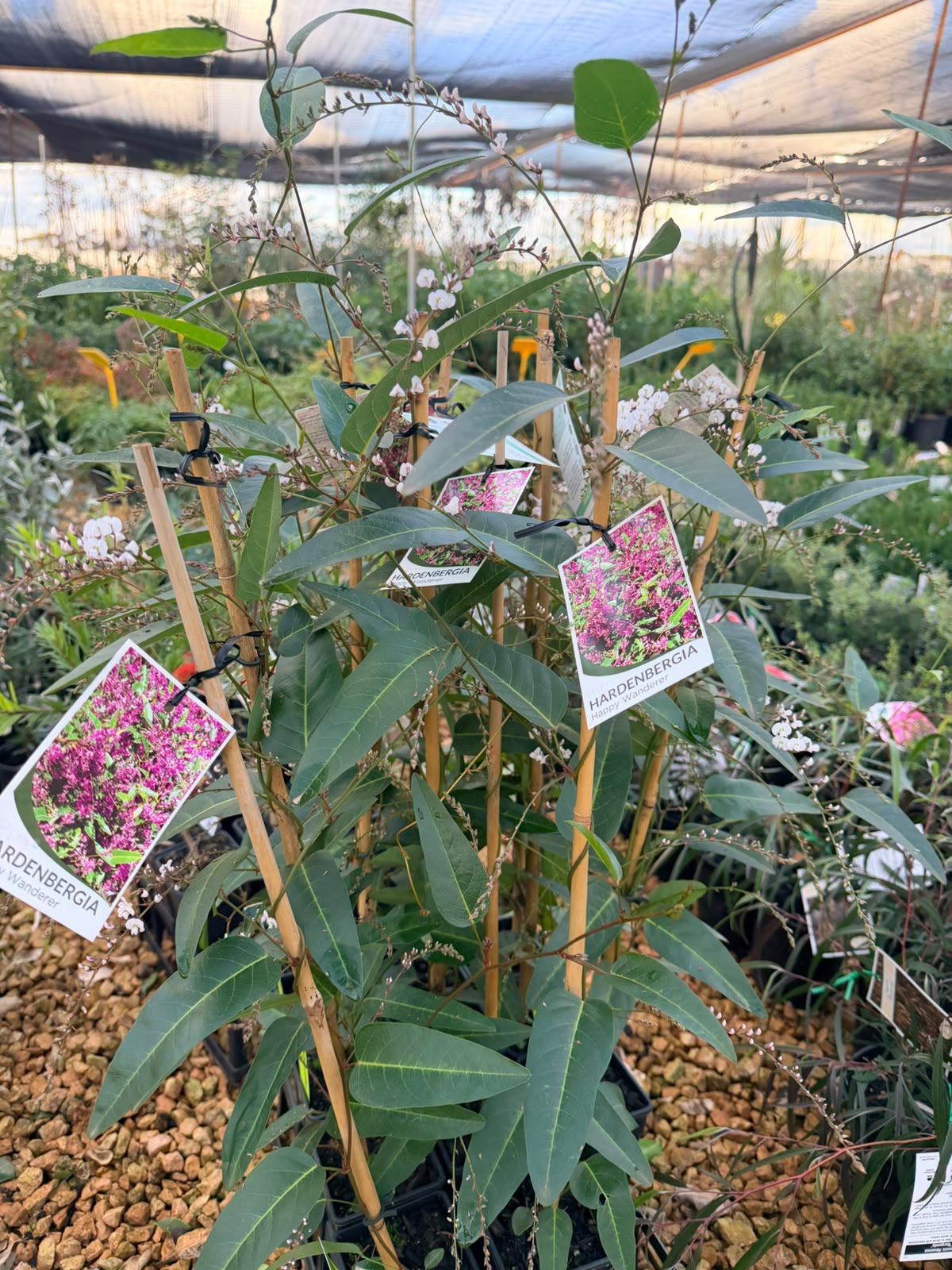 Happy wanderer (1 meter pot )