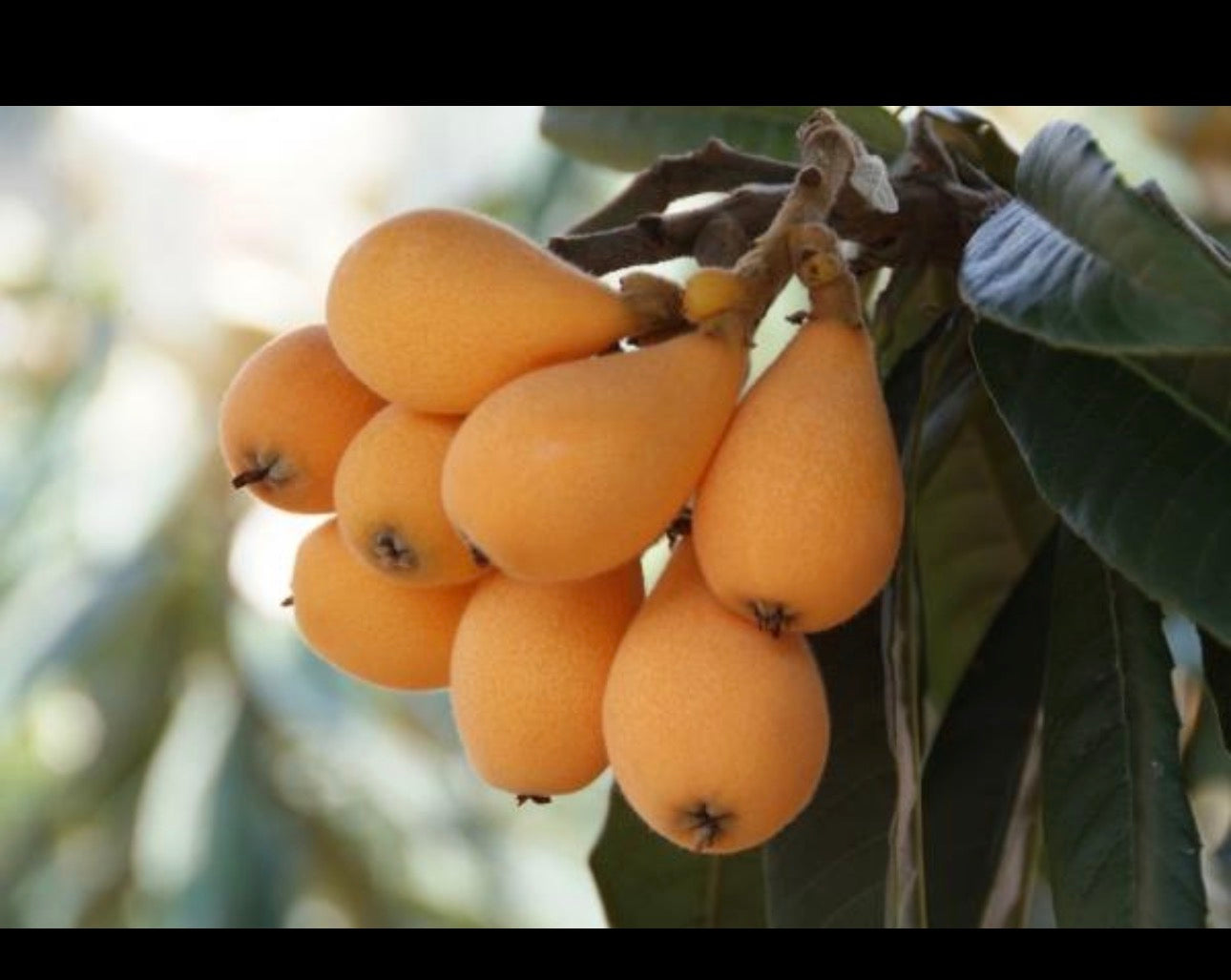 Loquat tree, scientifically known as Eriobotrya japonica.