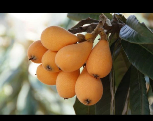 Loquat tree, scientifically known as Eriobotrya japonica.