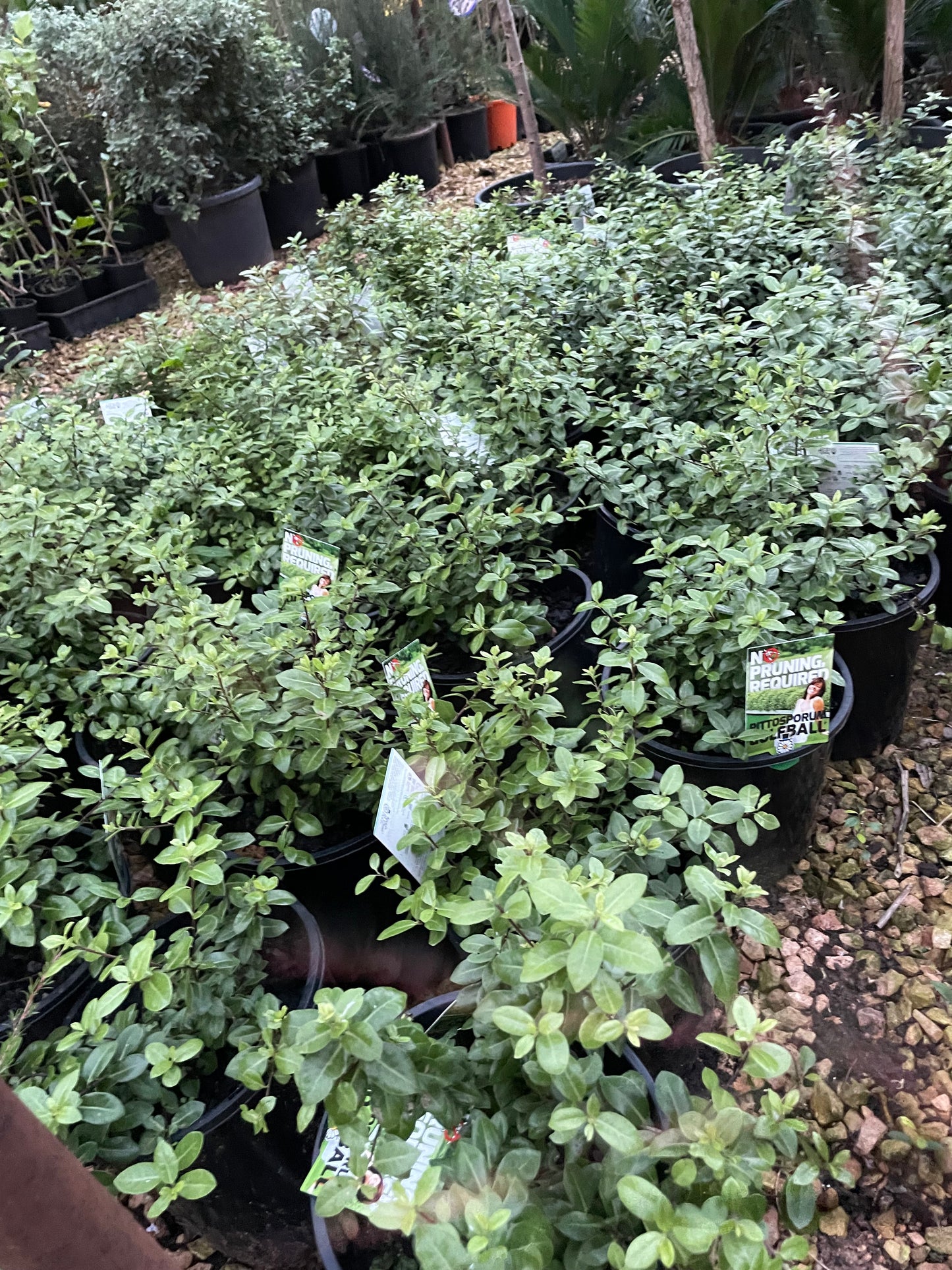 Pittosporum golf ball