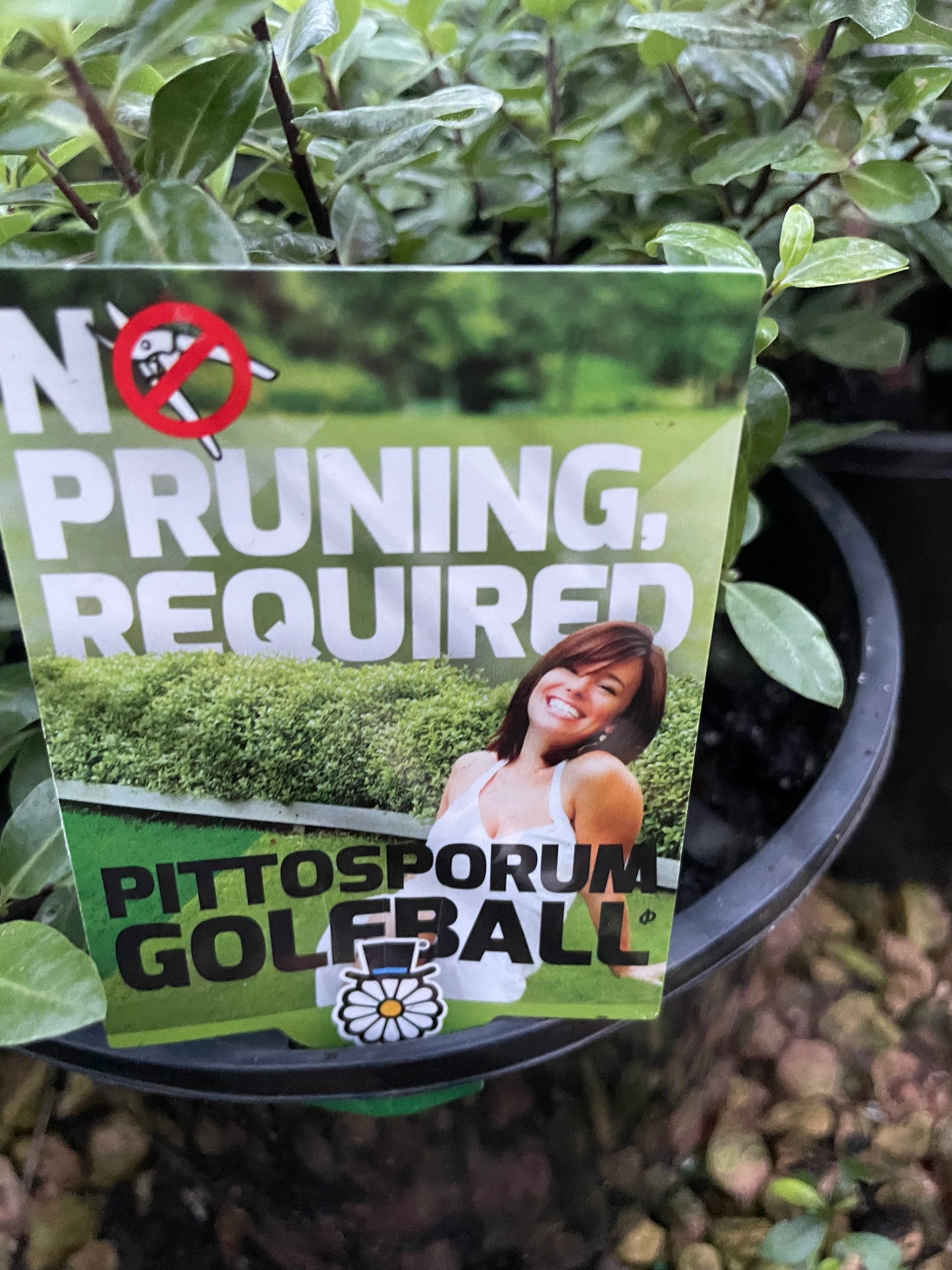 Pittosporum golf ball