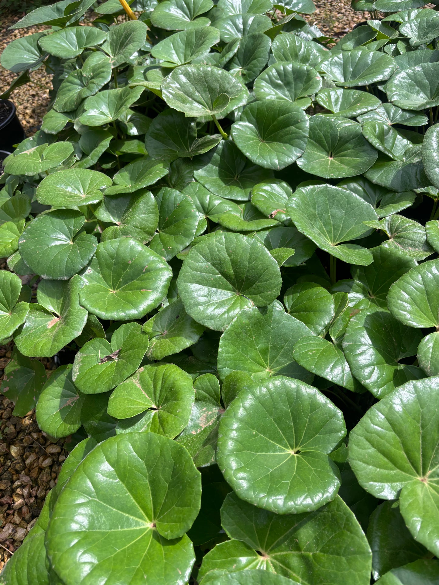 Tractor seat plant