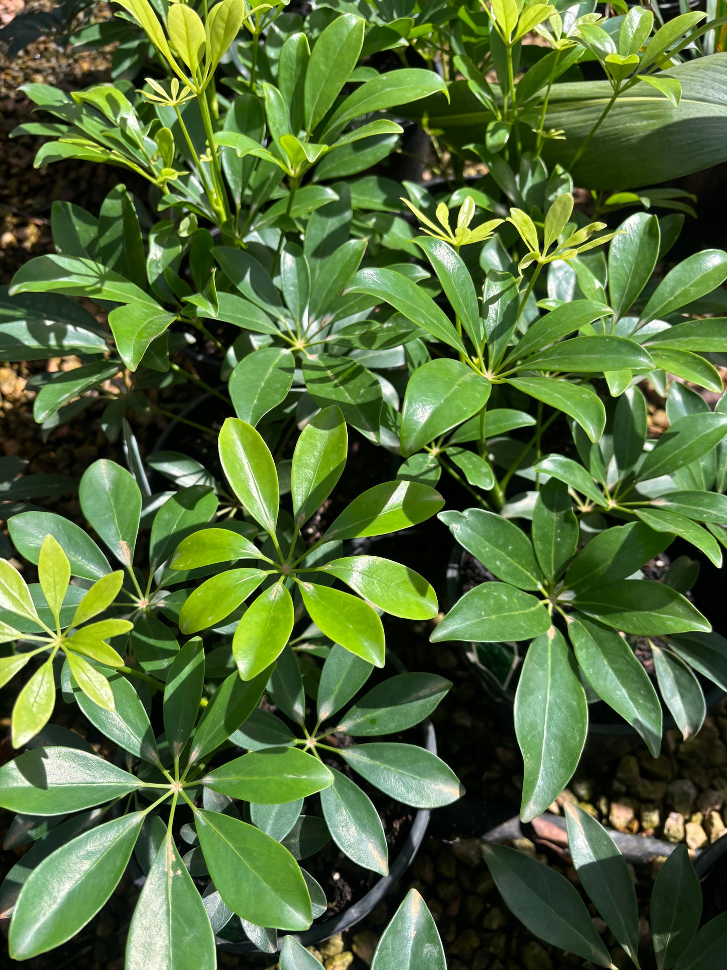 Umbrella plant