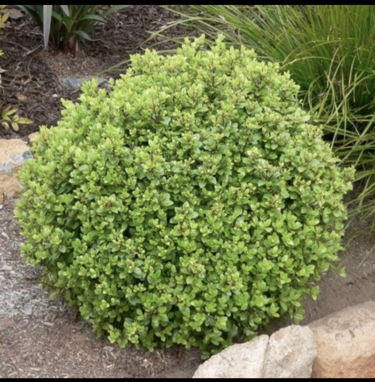Pittosporum golf ball