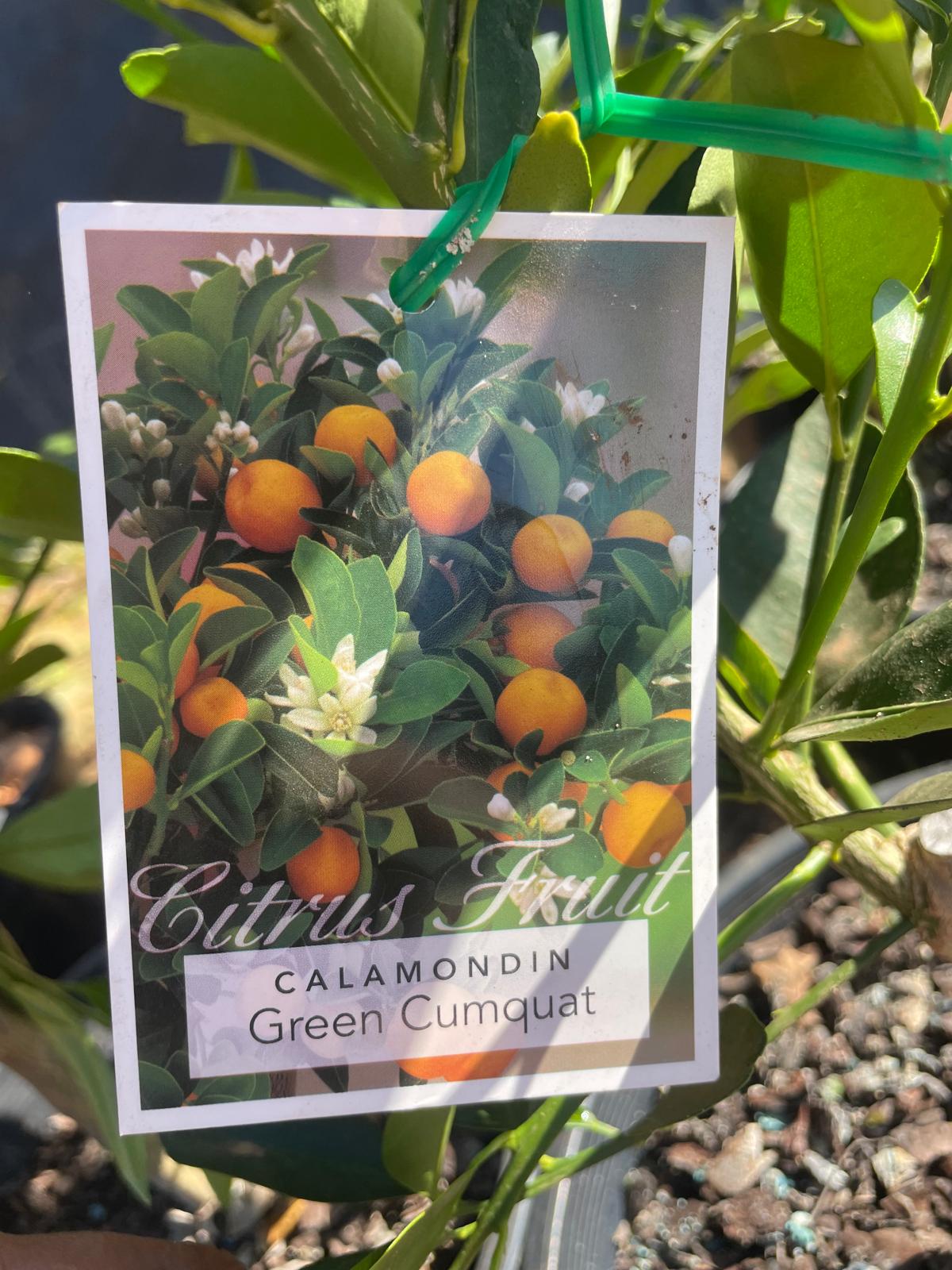 Calamondin Green Cumquat