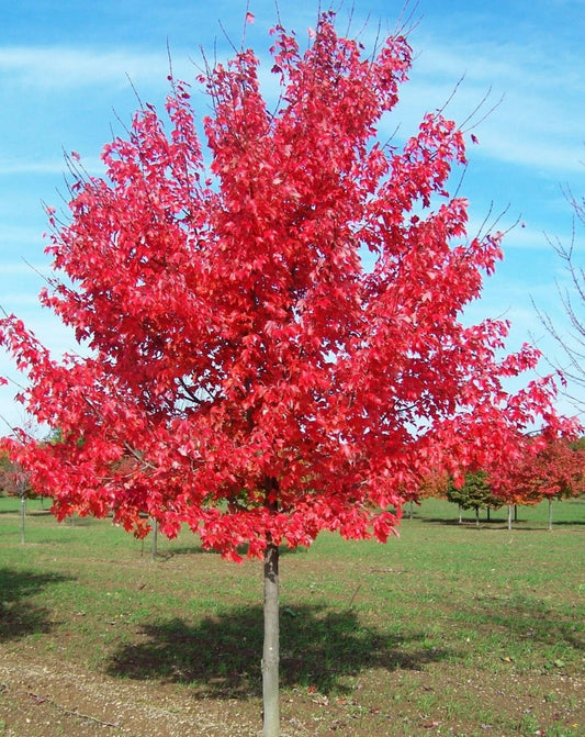 Automn Blaze mapple ( 6 feet tall)