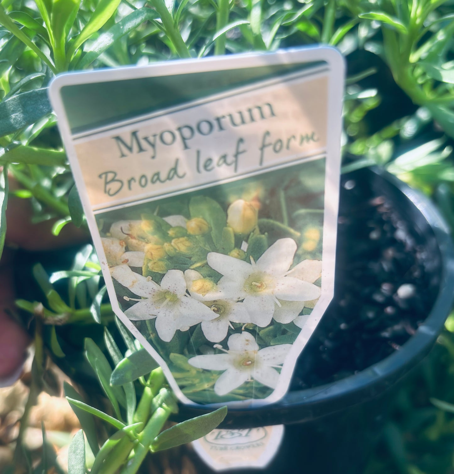 Mayoporum ground cover