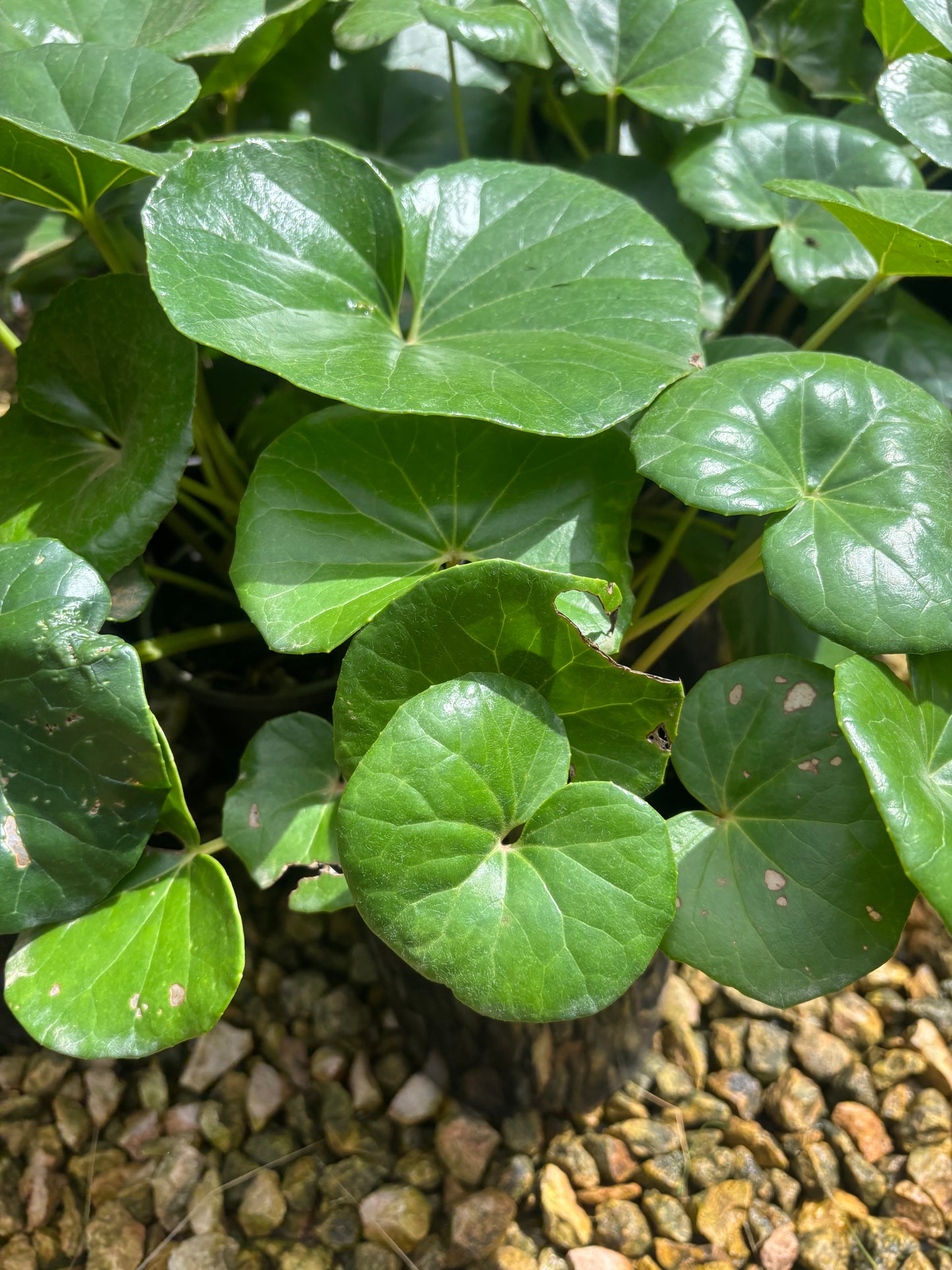 Tractor seat plant