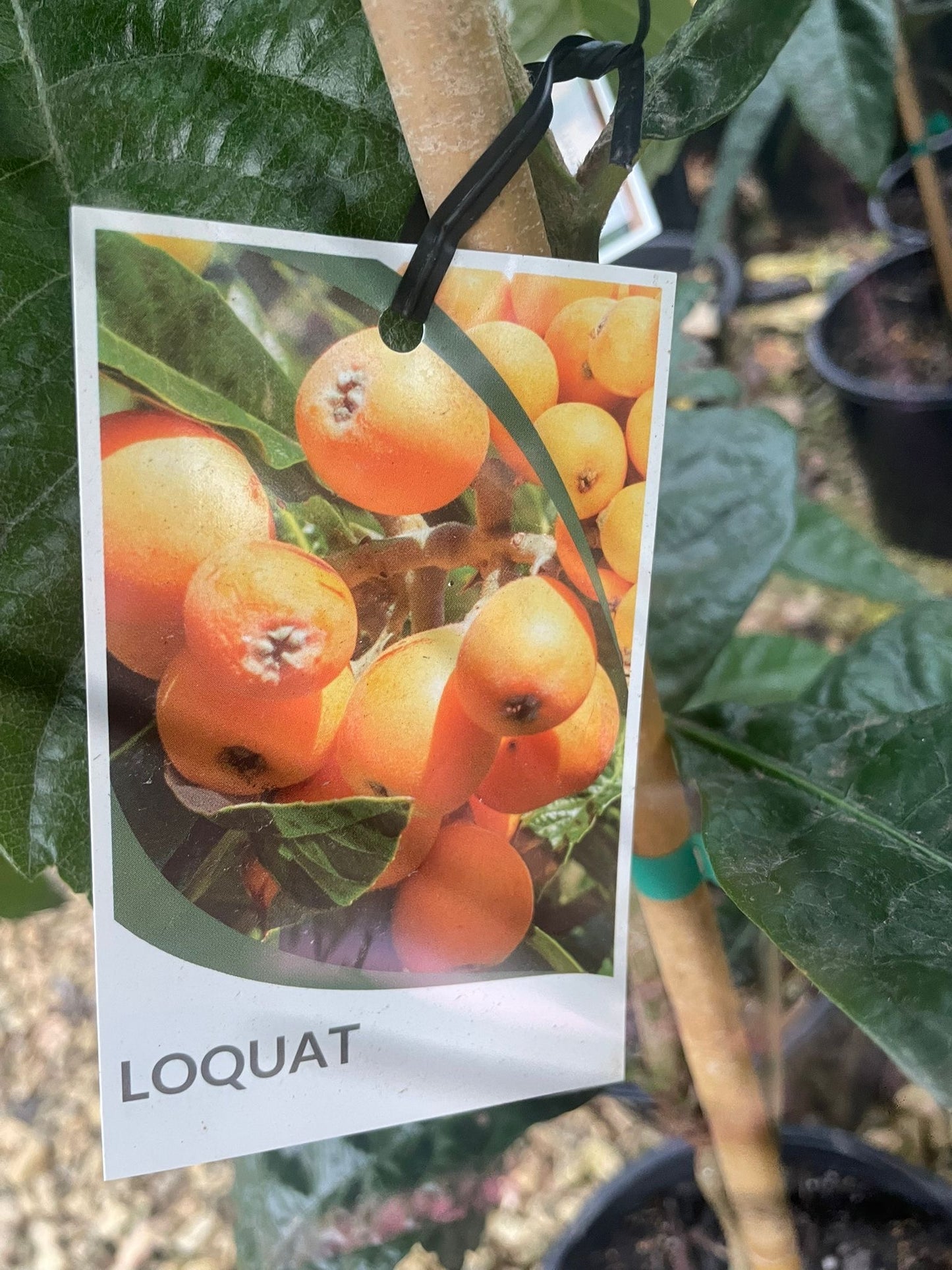 Loquat tree, scientifically known as Eriobotrya japonica.