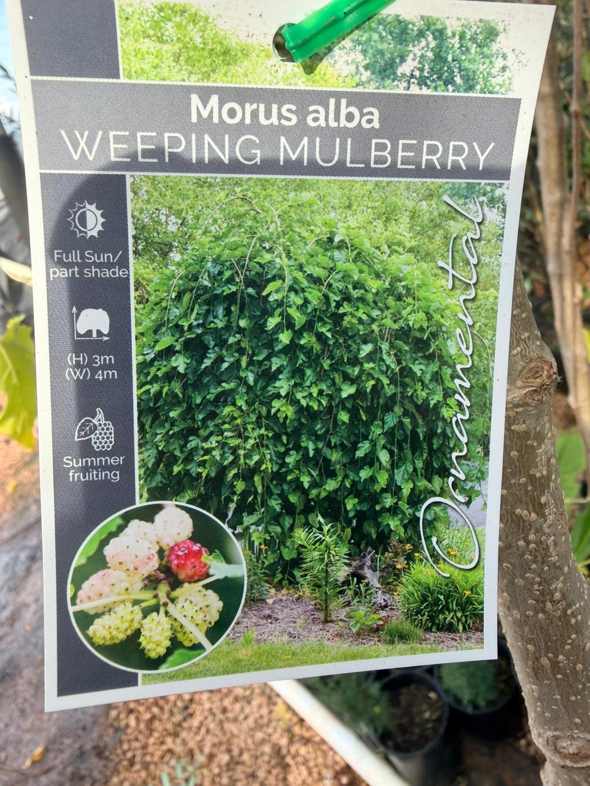 Weeping mulberry