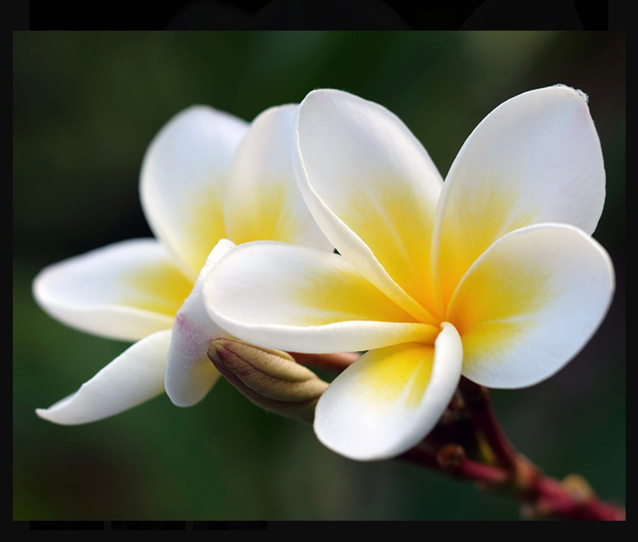 Frangipanis