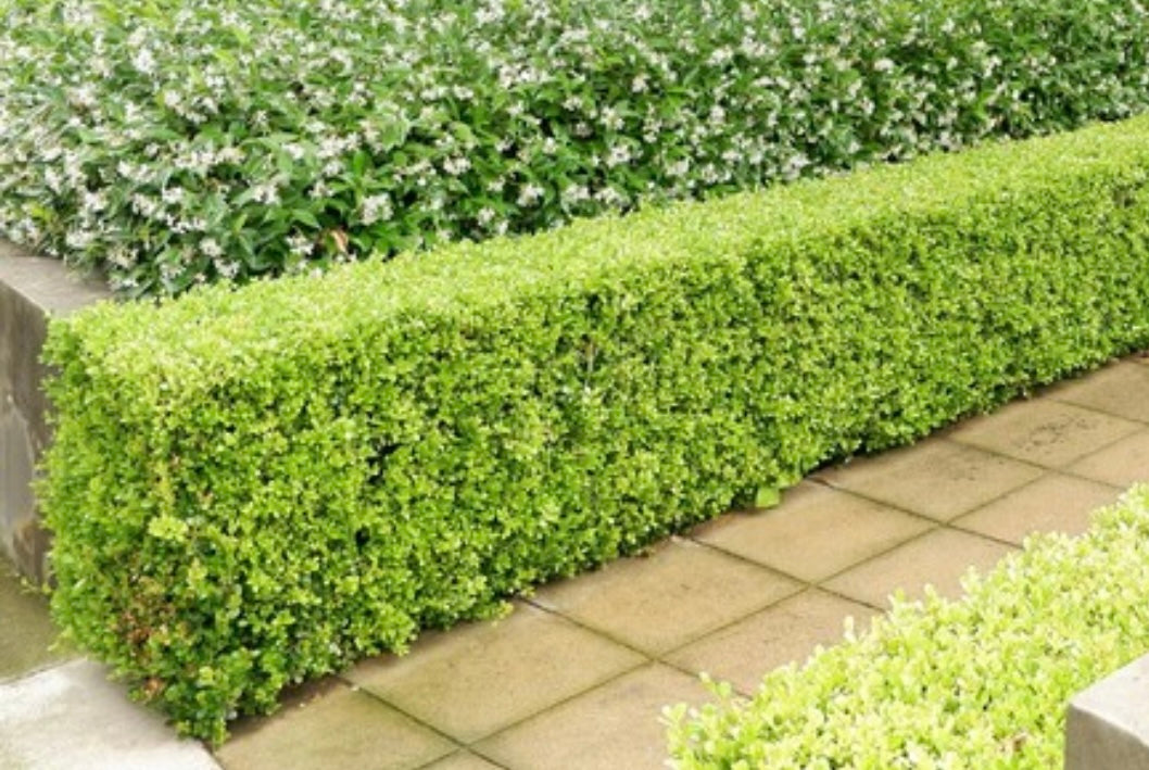 Dutch box hedge