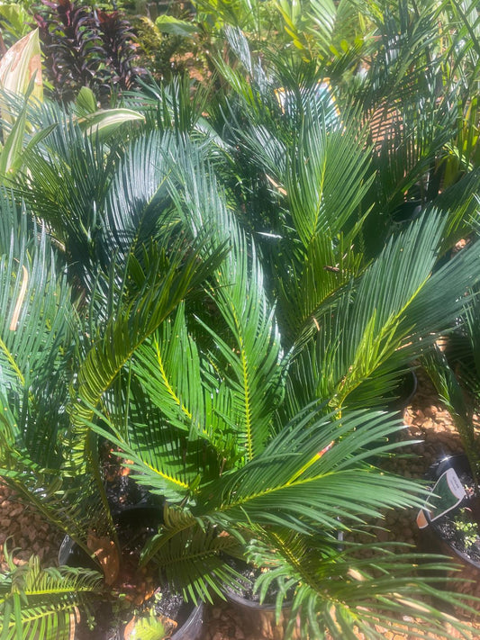 Cycad