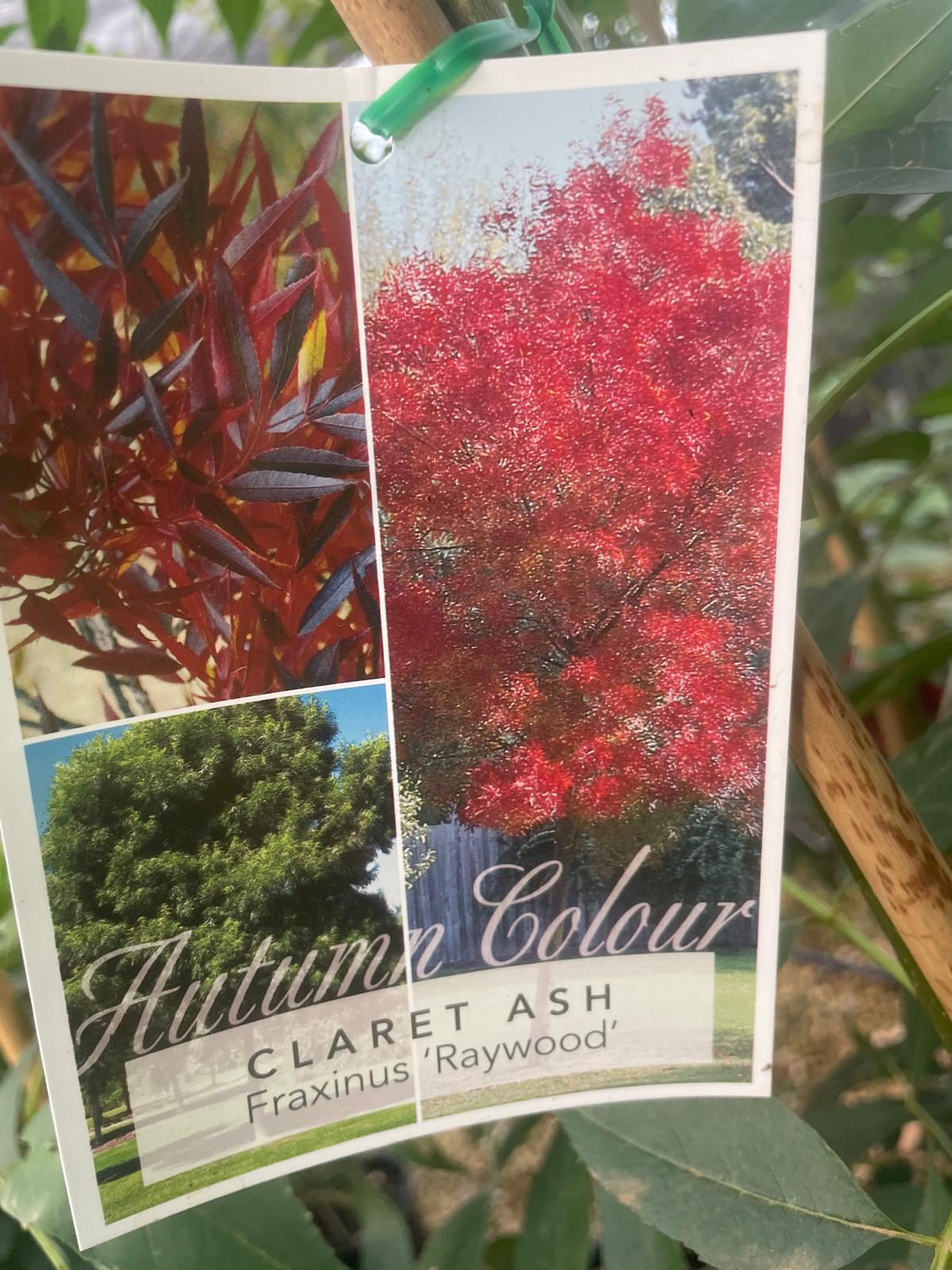 CLARET ASH , Fraxinus ‘Raywood’