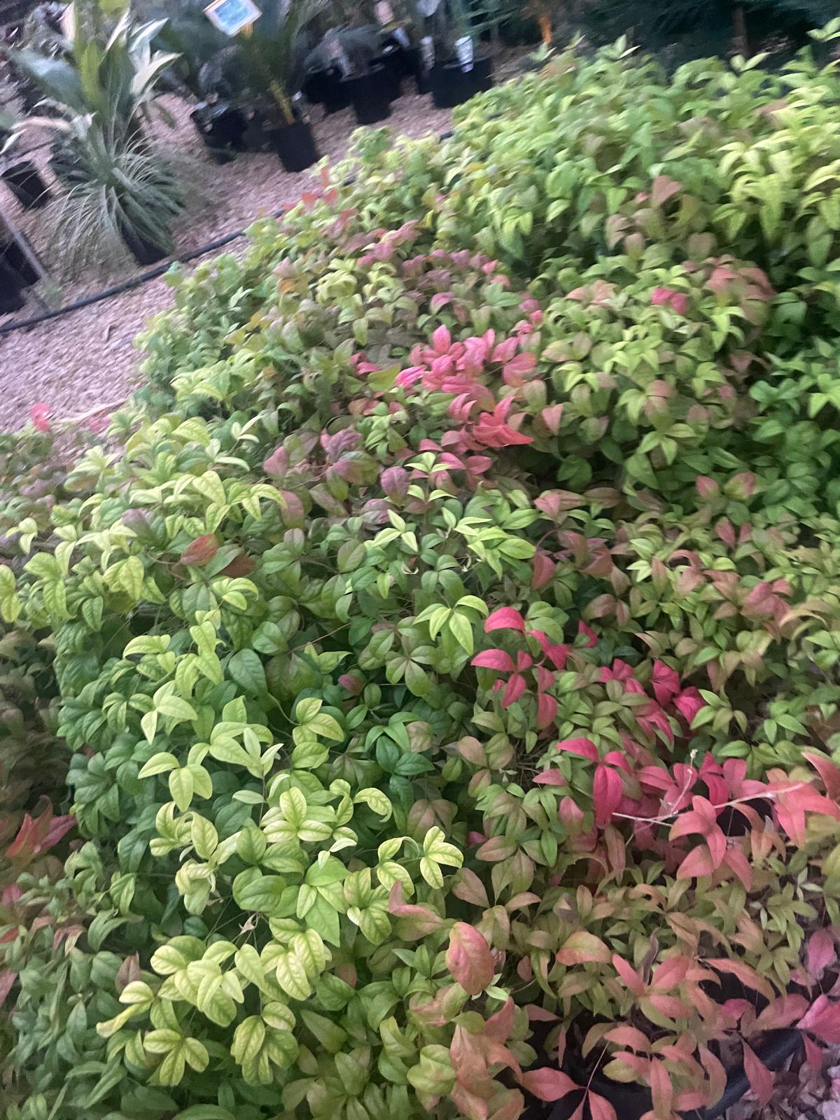 Nandina nana