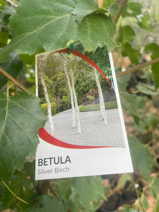 Betula silver birch