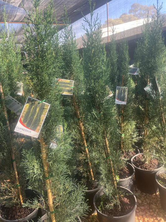 Cypressus Glauca