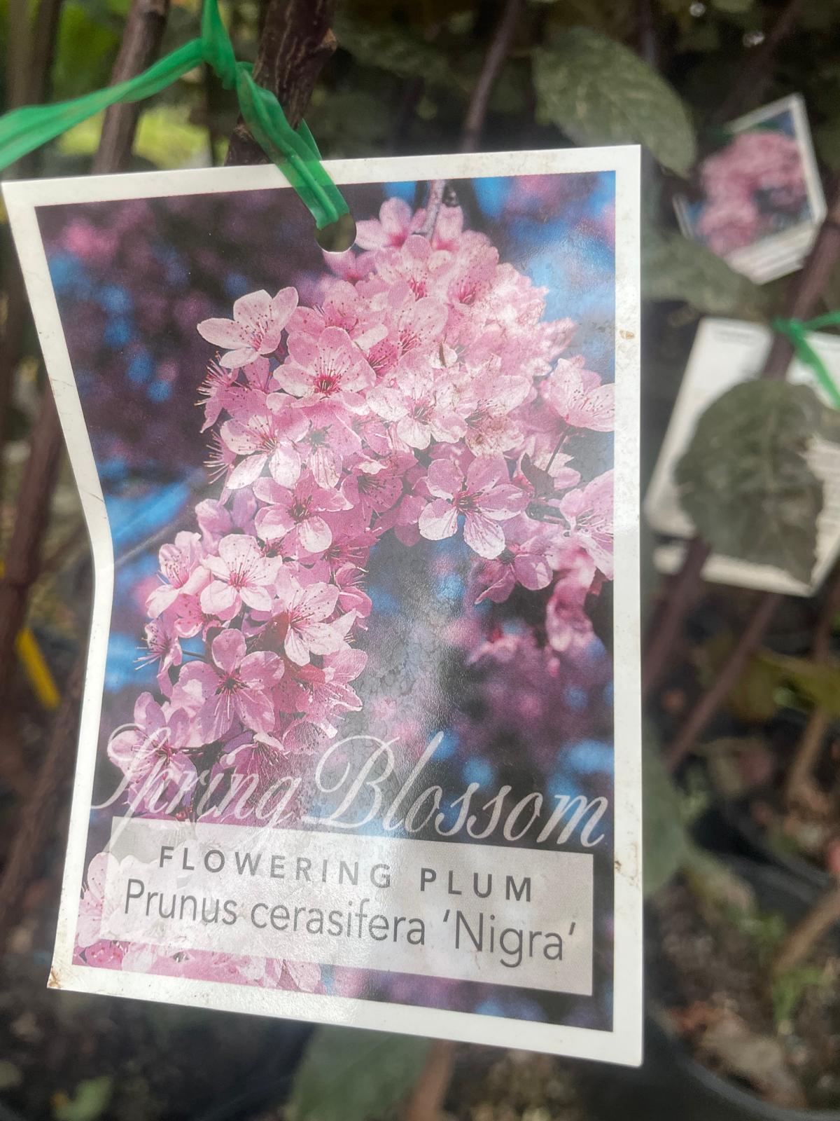 Flowering plum( Prunus cerasifera ‘Nigra’)