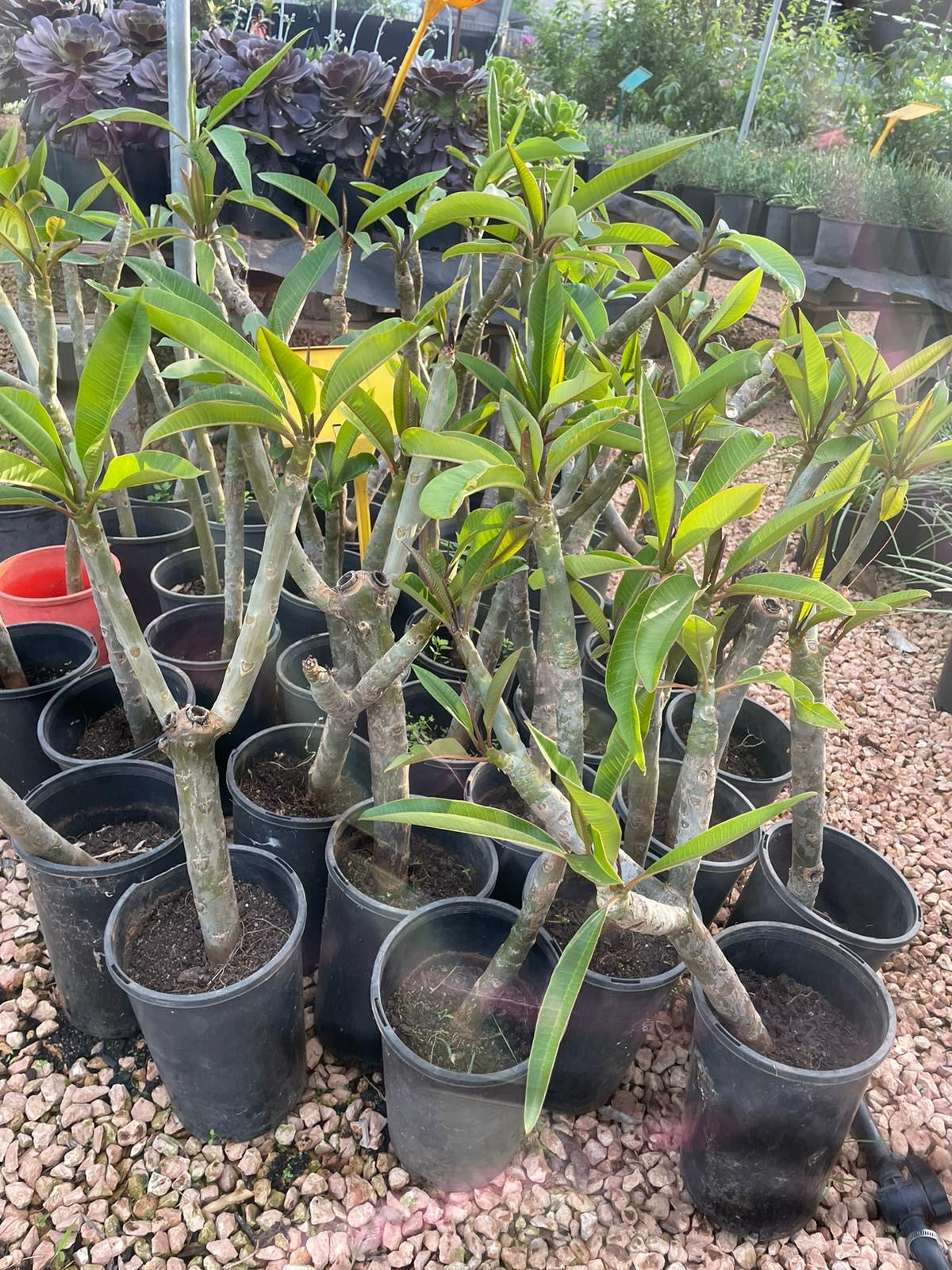 Frangipanis