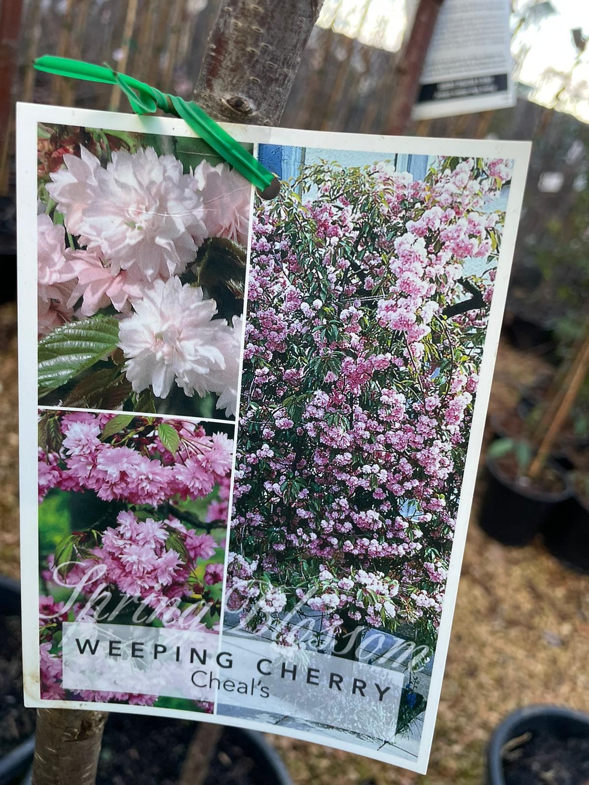 Weeping cherry white