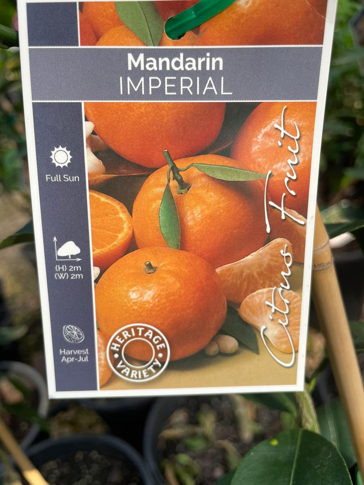 Imperial mandarin