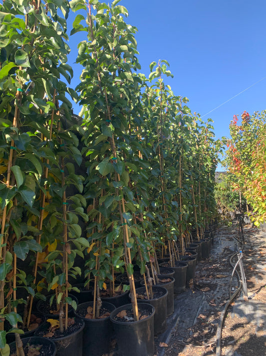 Ornamental pear trees